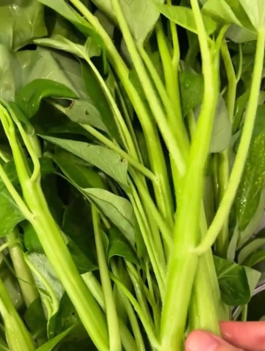 蔬菜中的佼佼者?现在播种,从春天吃到秋天!