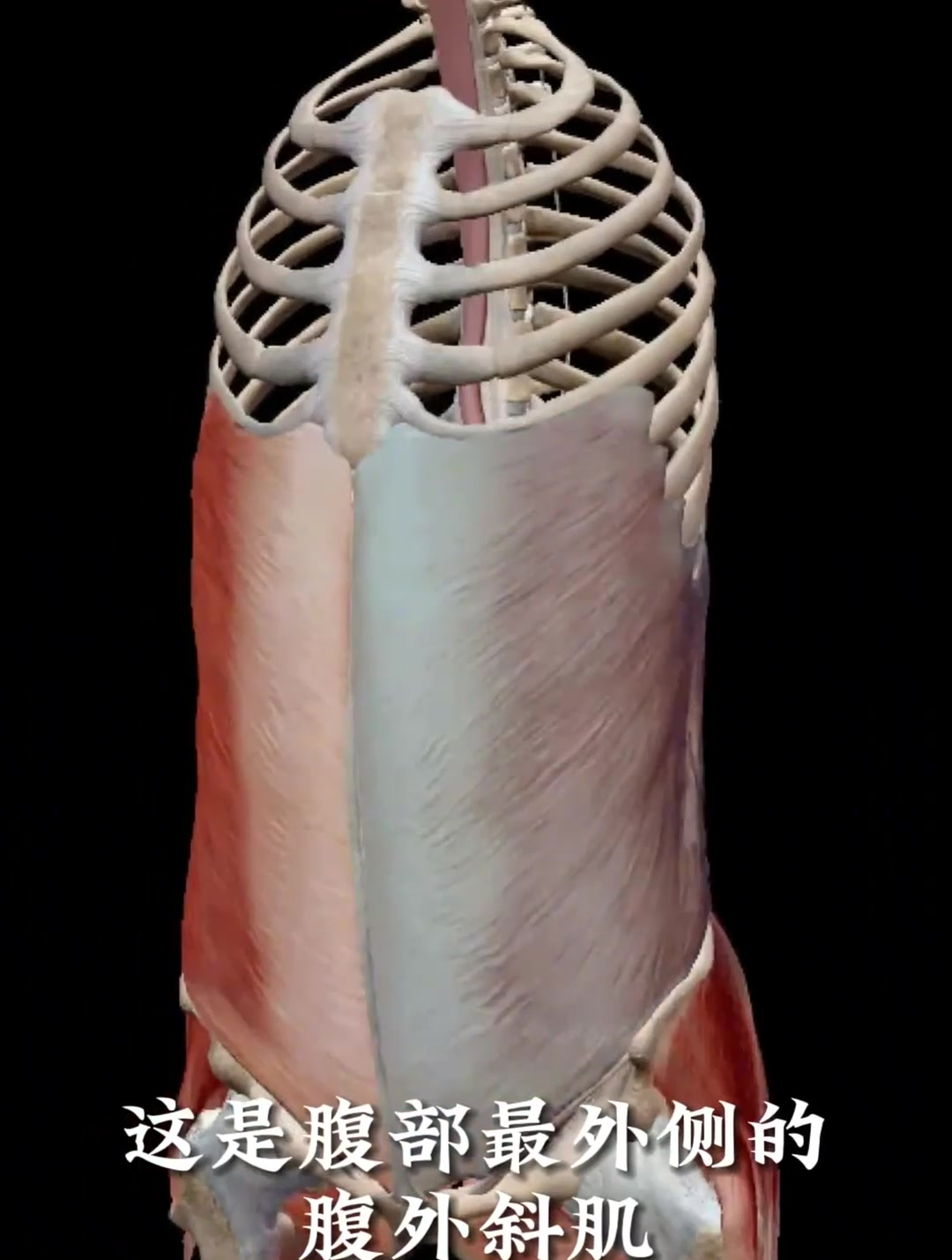 腹部腹外斜肌解剖