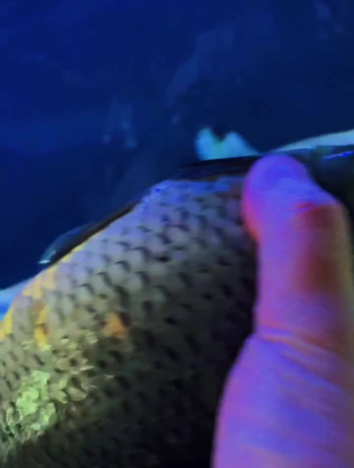 鲨鱼吃食合集鲨鱼猛鱼der逼呵呵的王小怪小助手养鱼人