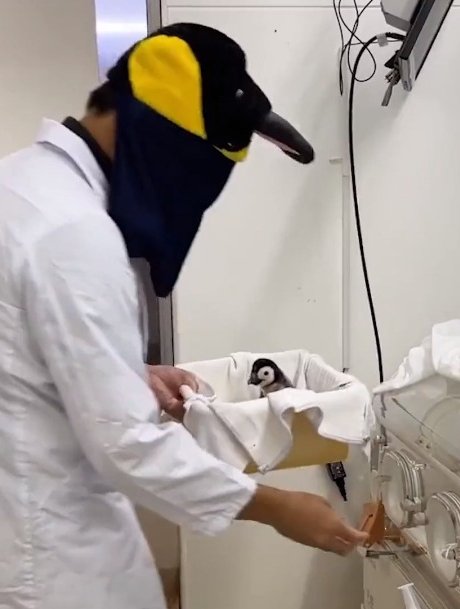 为防止企鹅宝宝害怕,饲养员戴上企鹅头套和手套照顾它