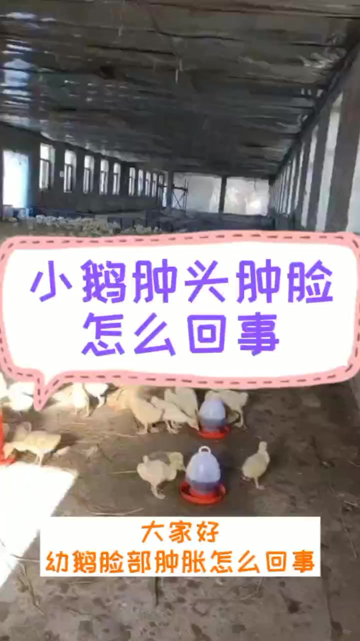 鹅嘴巴肿起来怎么回事 鹅的眼睛肿怎么回事 鹅的脸肿了是什么原因 鹅眼睛肿了怎么回事