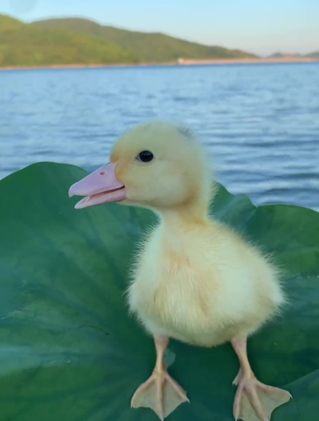 小鸭子游泳需要游泳圈