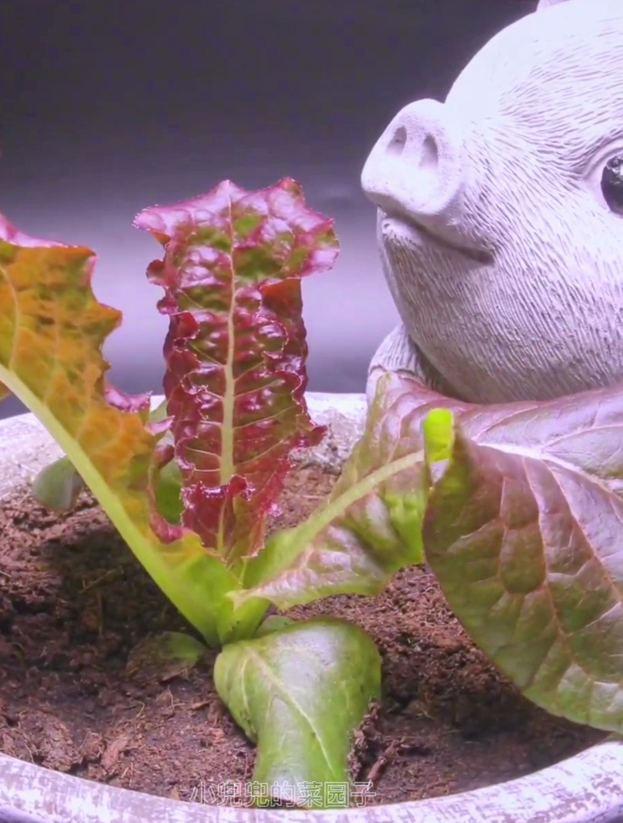 植物生长过程之生菜