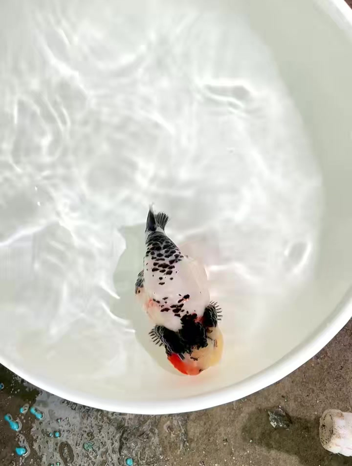 鹿子白底麒麟兰寿