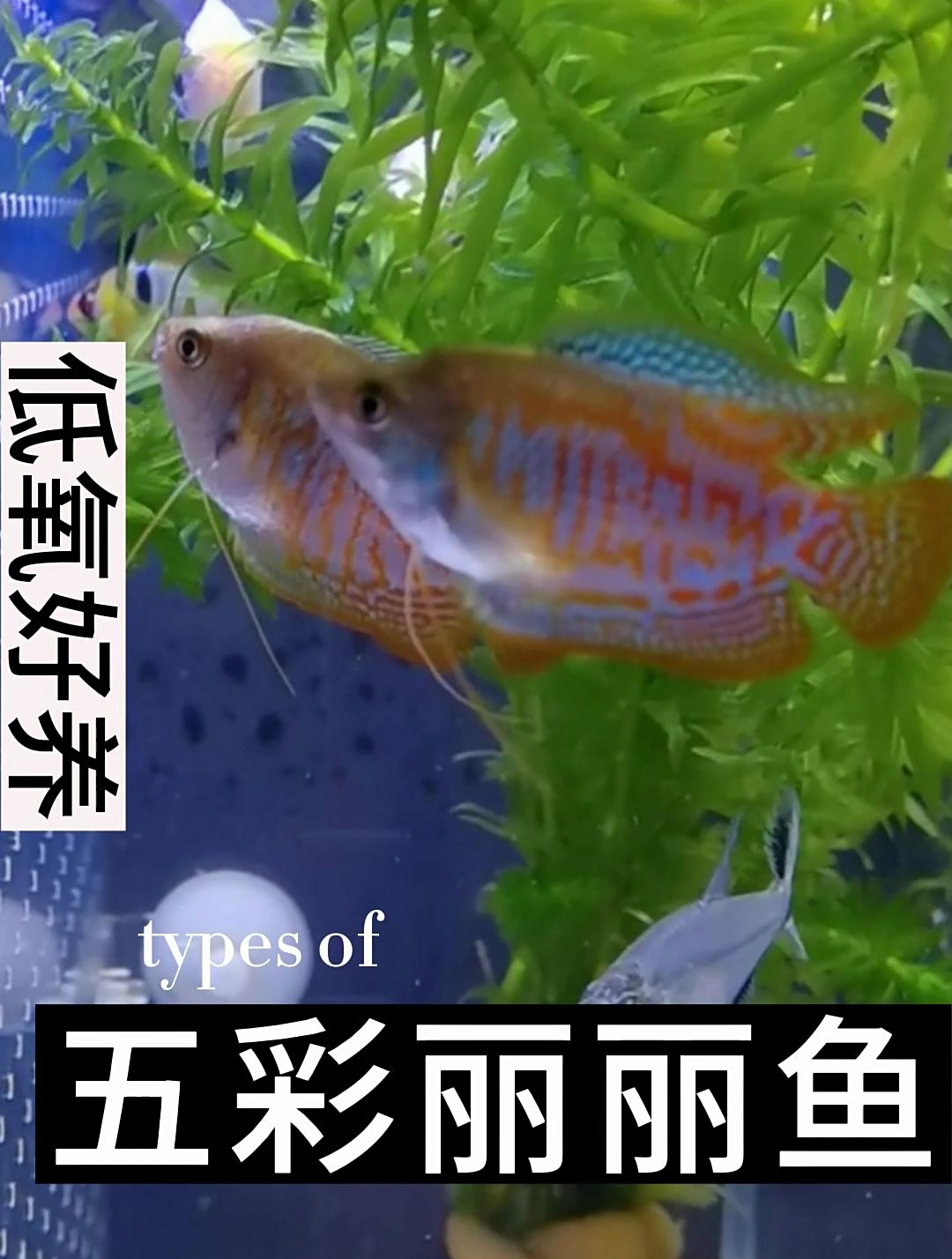 丽丽鱼能生长到大约5cm左右,鱼体呈现为一个鱼吻部位略尖椭圆形