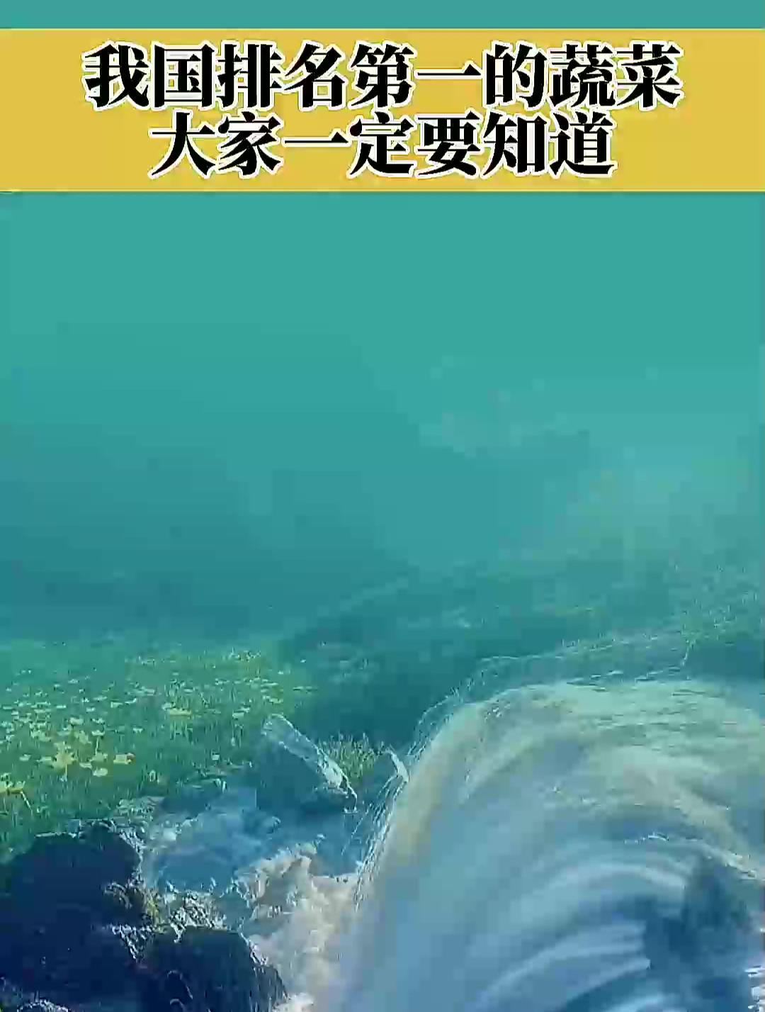 我国排名第一的蔬菜大家要知道,莲藕蛋白质冠军,油菜钙冠军