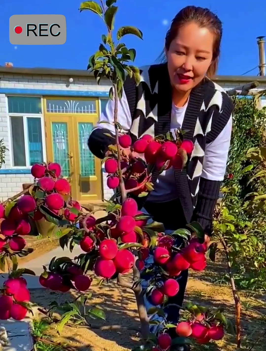鸡心果是北方特色水果,高达88元一斤,营养价值高,种植新风口!