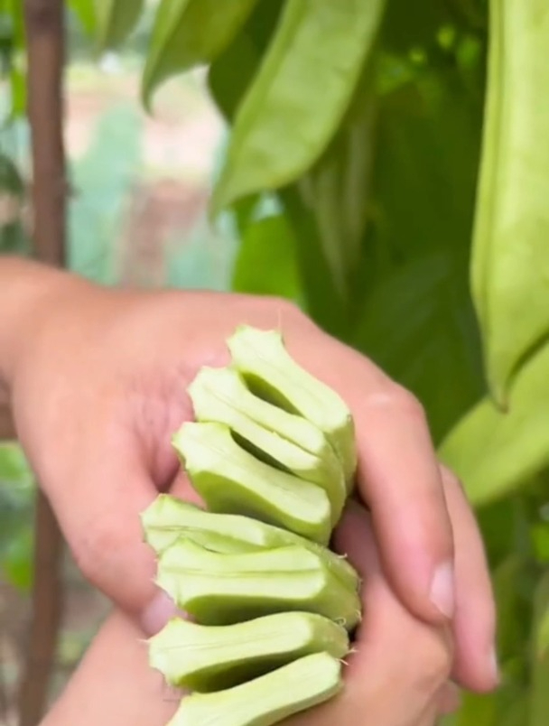 豆荚长得像“刀”一样的豆子,虽然长得很大但是特别嫩!