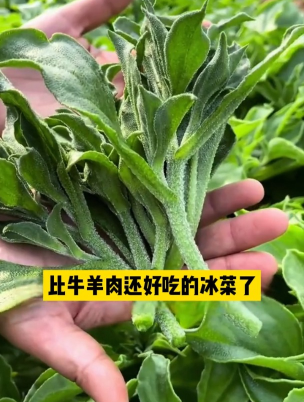 比牛羊肉还好吃的菜,秋季撒籽,冬季长成一米高的菜树