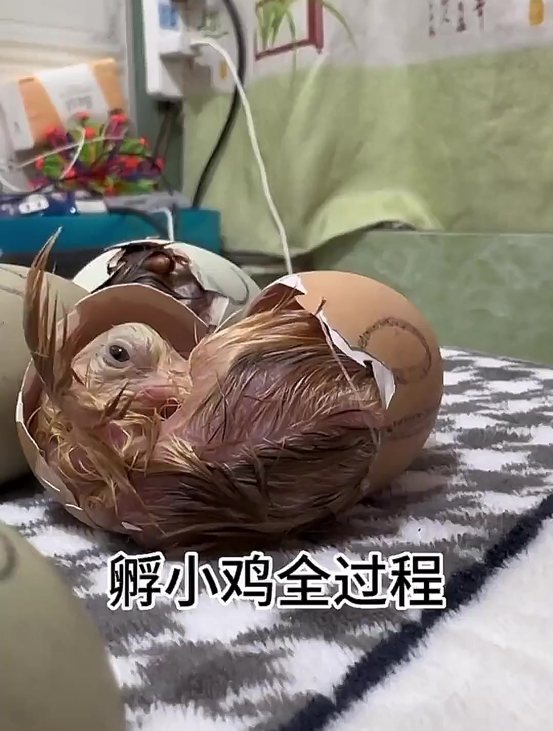 2分钟记录孵化小鸡全过程