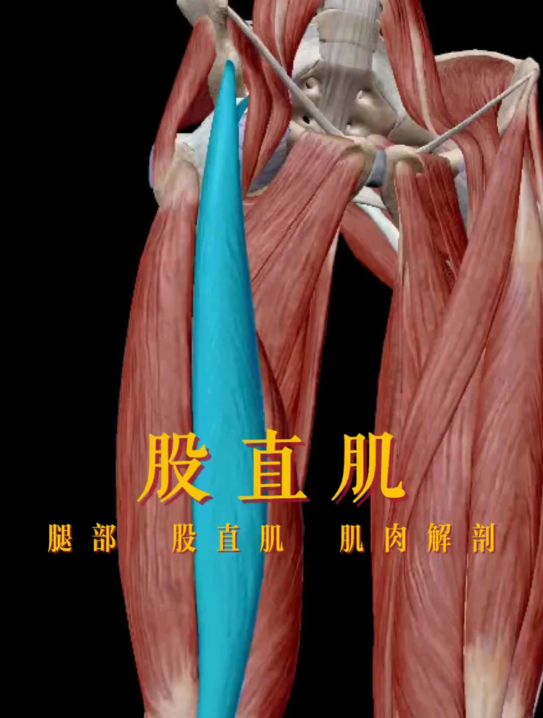 腿部股直肌肌肉解剖