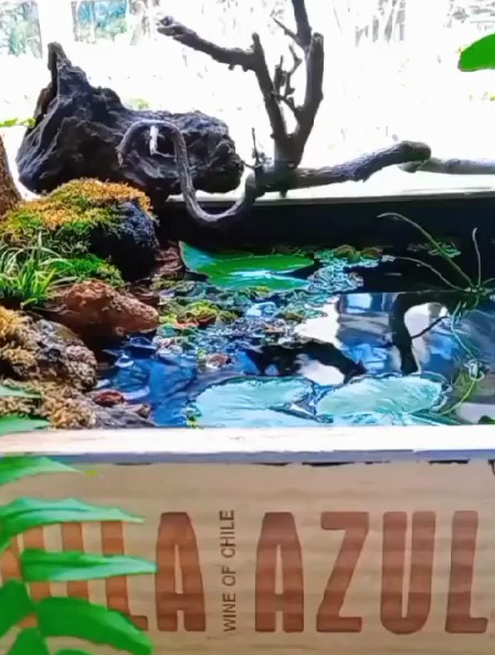 如何把木头花盆改成鱼缸养鱼?木头花盆改鱼缸制作的详细教程来了