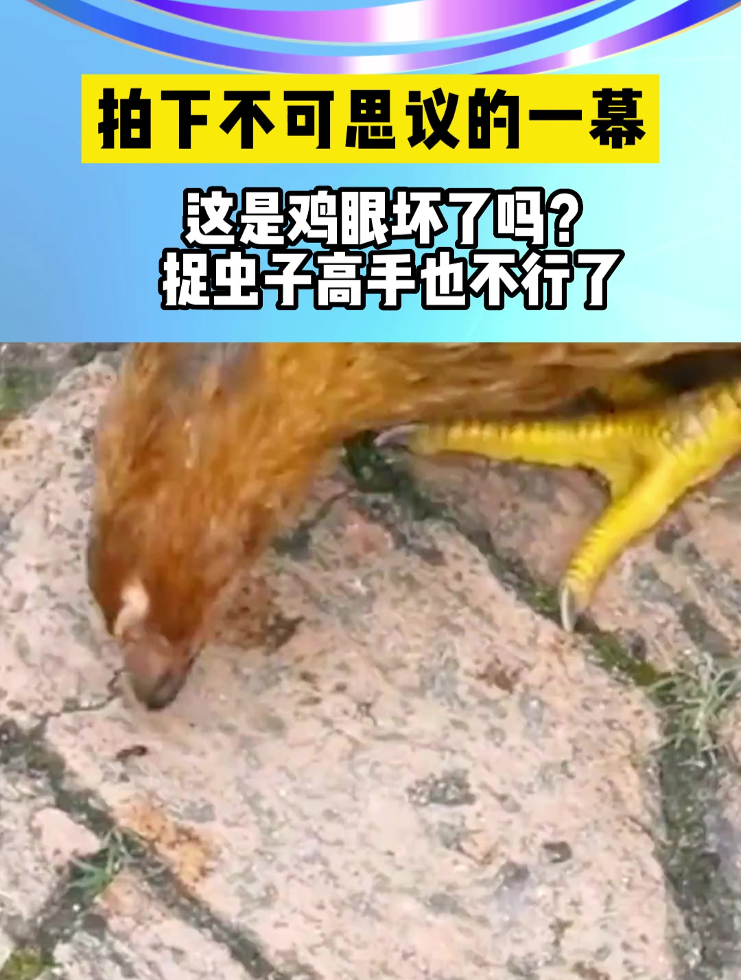 拍下不可思议的一幕,这是鸡眼坏了吗?捉虫子高手也不行了