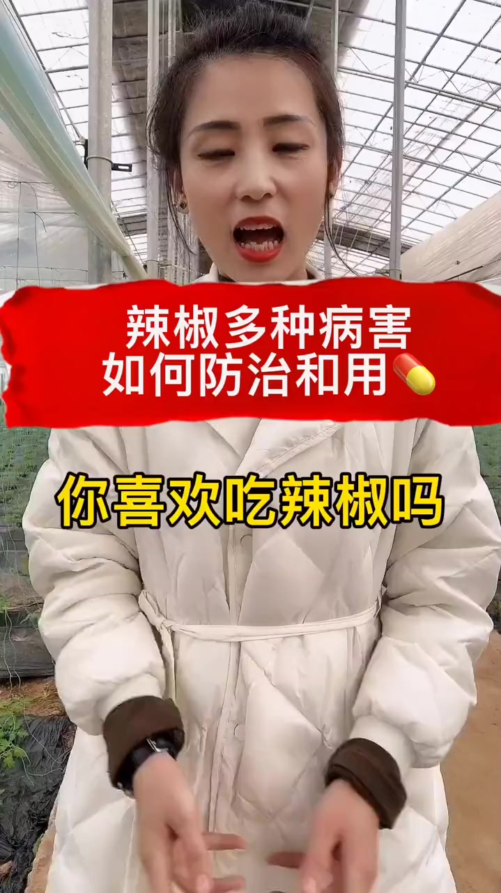 辣椒多种丙虫H的防止方法大全,看完记得点赞收藏呦