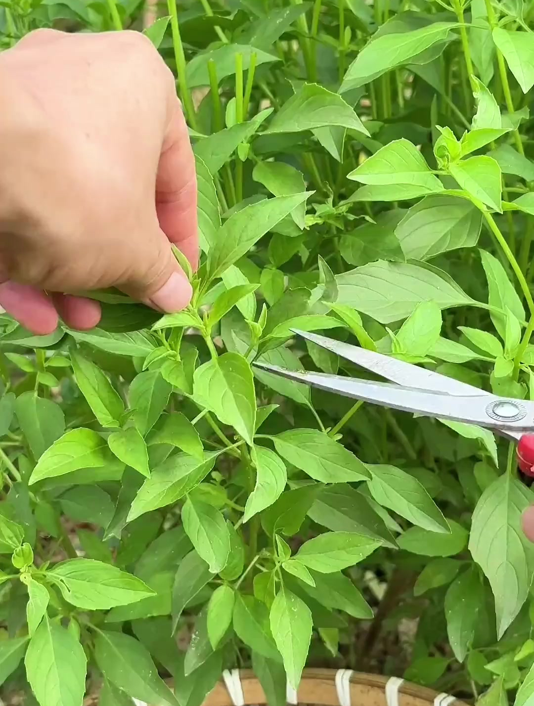 潮汕的金不换与河南的荆芥