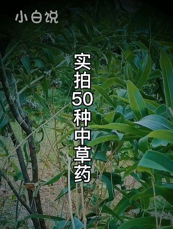 野外实拍50种野生中草药
