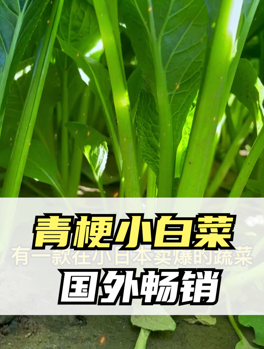 在国外卖爆了的“青梗小白菜”,种植简单,19天就可采收!