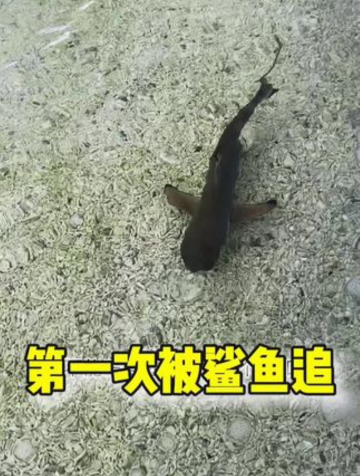 鲨鱼怀孕了