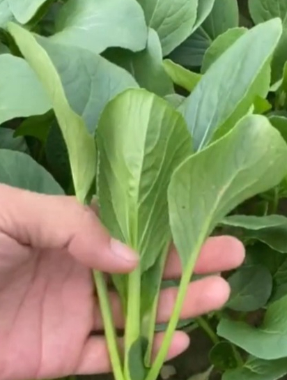 自己动手种植鸡毛菜的方法,操作简单生长快速,吃的健康种菜有道