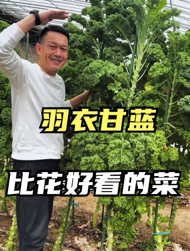 这种卷心菜比花好看,富含花青素,是超模的最爱,常吃能瘦身降脂