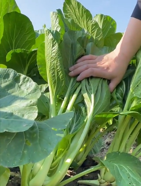 早秋种白菜苔怎么选种?育苗方法有哪些?