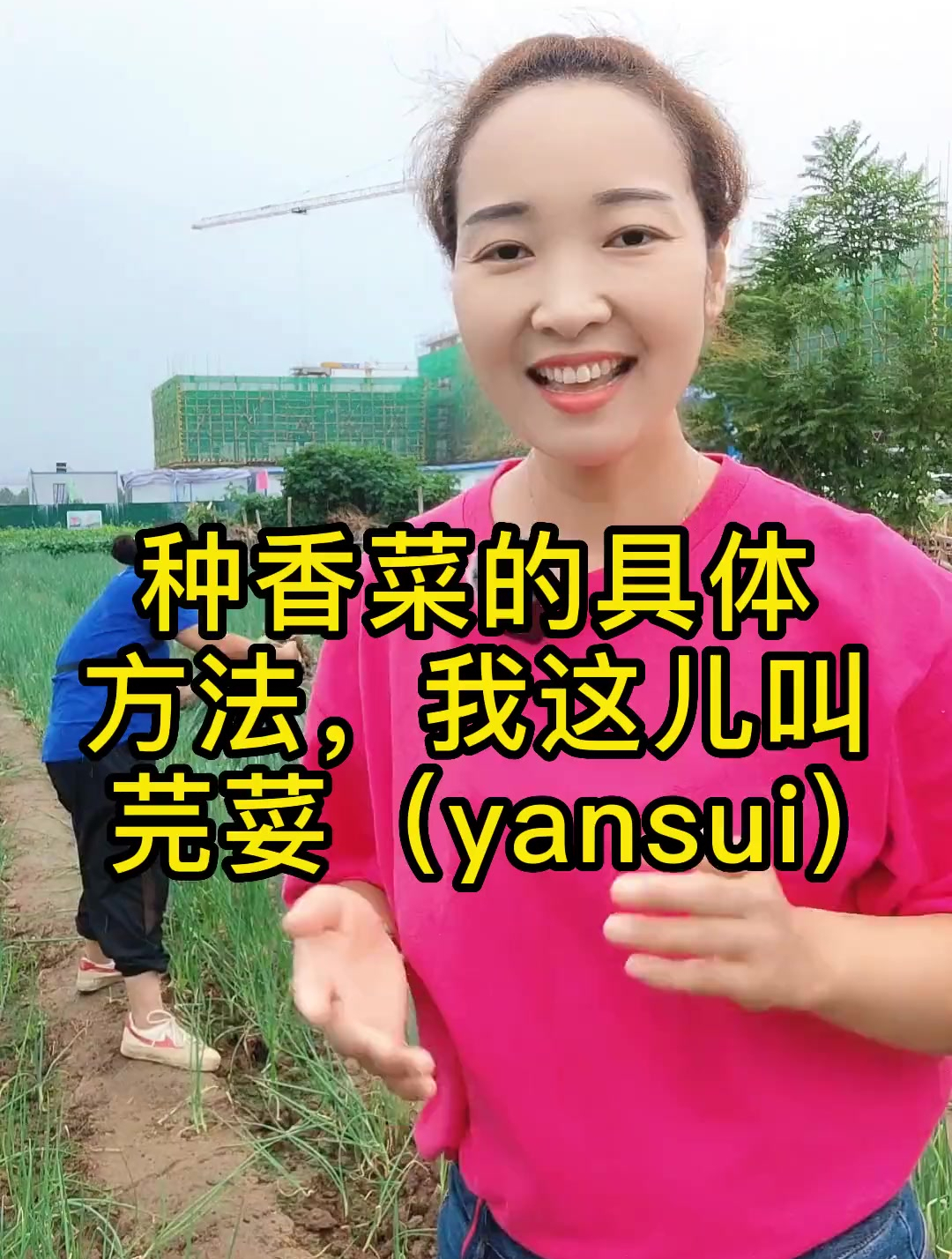 种香菜(芫荽)的好方法,分享给大家