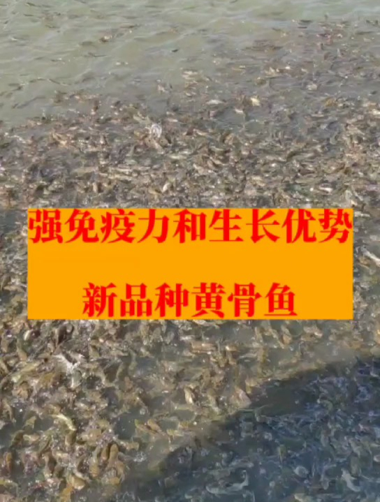 养殖黄骨鱼是有品种之分的 选错了就亏大了