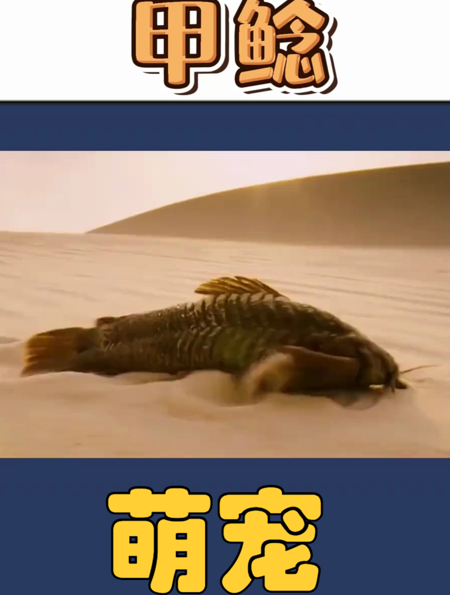 沙漠里行走的鱼,杀出重围来到水源地,结果被一网打尽!