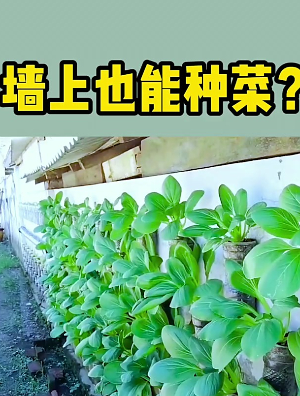 墙上还能种菜,自己种菜