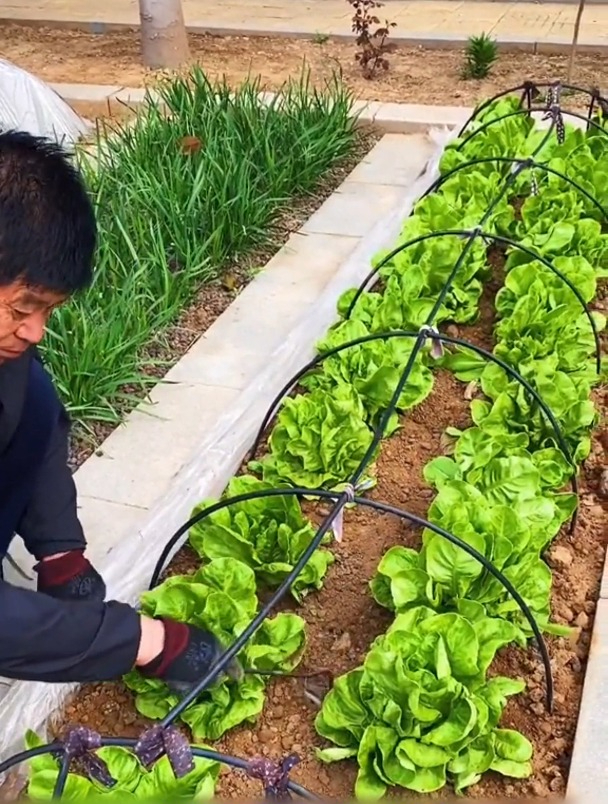 花一样的“奶油生菜”,小伙种植一大筐,吃起来软糯细腻!