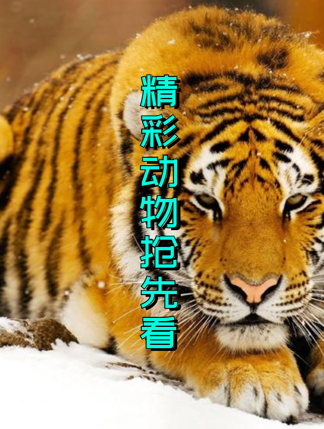 30米高塔救孩子的猕猴,吃鱼不抓鱼的强盗鸟,脸之大一瓶装不下2