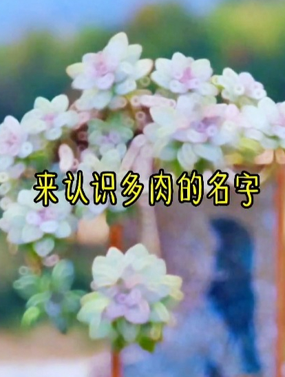 来认识这些多肉的名字!