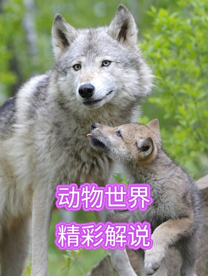 怪异的稀有鱼类——锯鳐,头顶一把利刃,堪称海洋里的电锯狂魔5