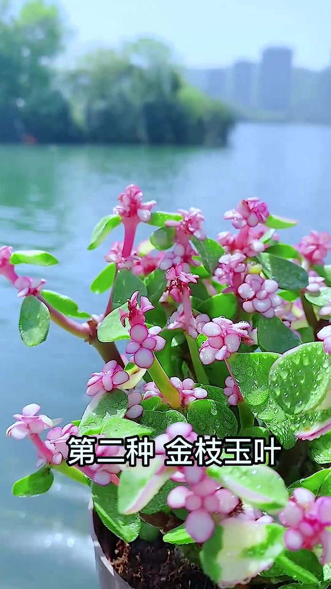3植物大全,各种花草,你们认识几种