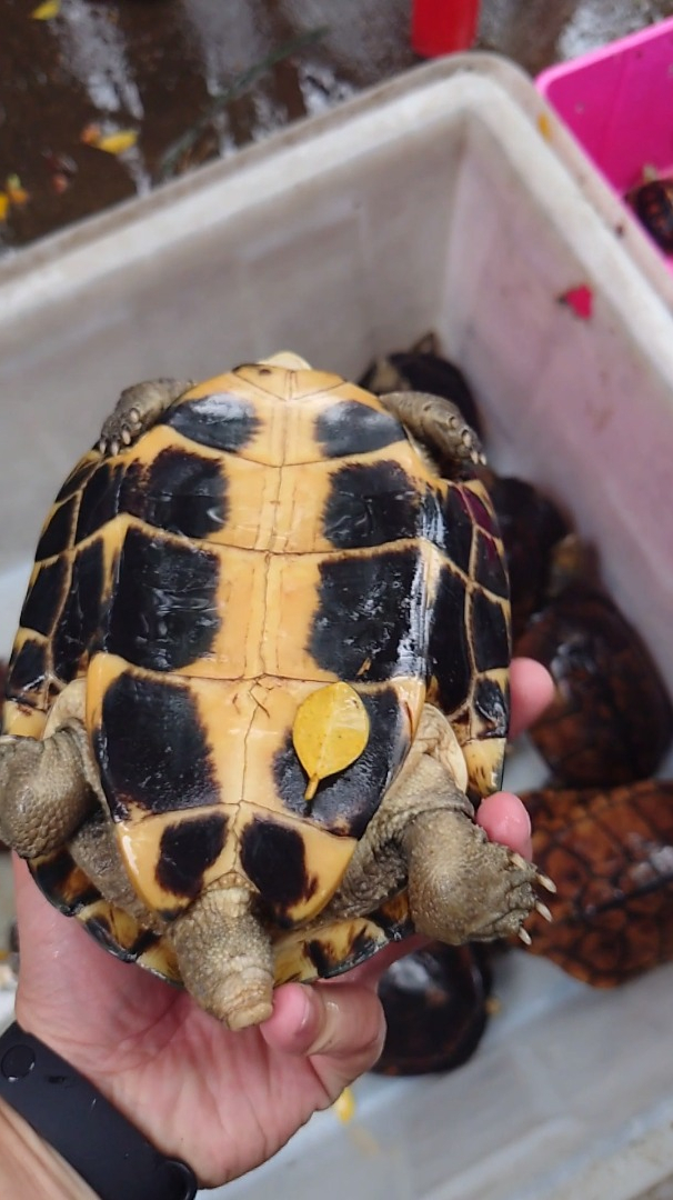 石金钱龟,当年2000一斤,如今35一斤崩盘了!