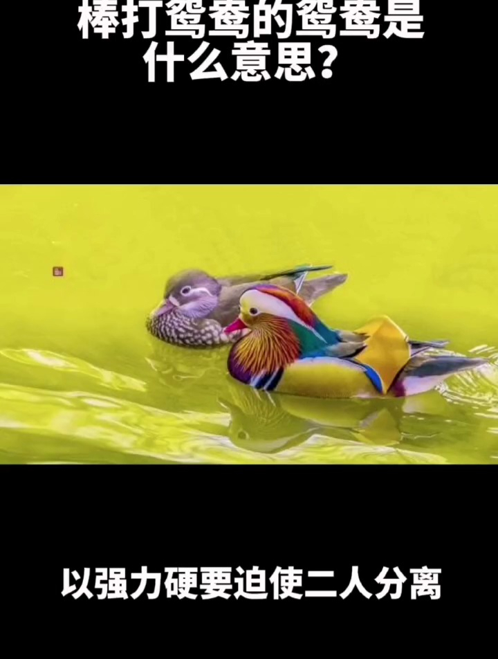 棒打鸳鸯的鸳鸯是什么意思?