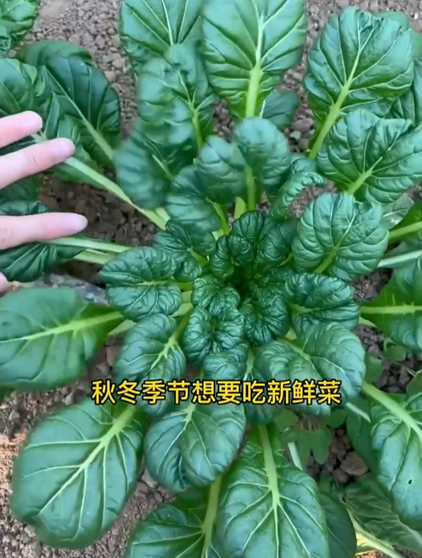 乌塌菜需要育苗吗?什么时间种植?