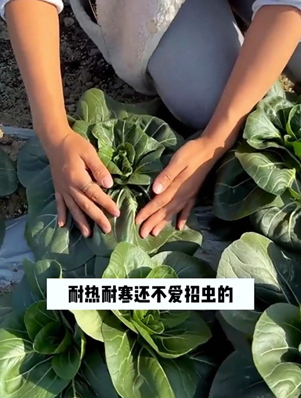 这种“黑叶菜”,营养比菠菜高,城里6元一斤