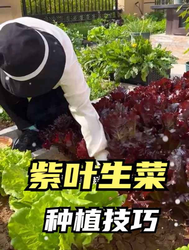 紫叶生菜是生菜的颜值担当,成熟了采摘一层还有一层,像洋葱似的