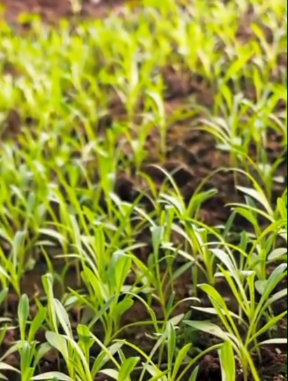 面条菜又叫香炉草,具有润肠通便、活血调经、降血糖等功效!