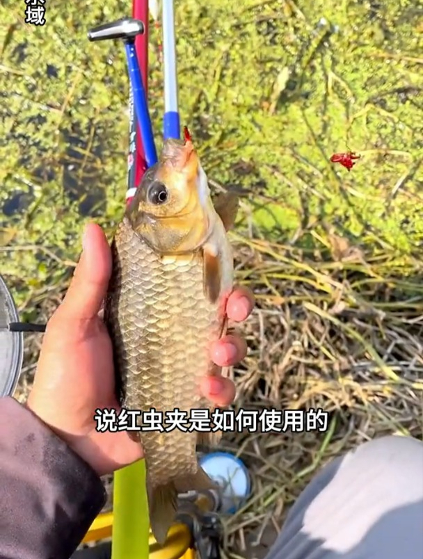 老钓友分享红虫正确挂钩方法,快捷不浪费不脏手!
