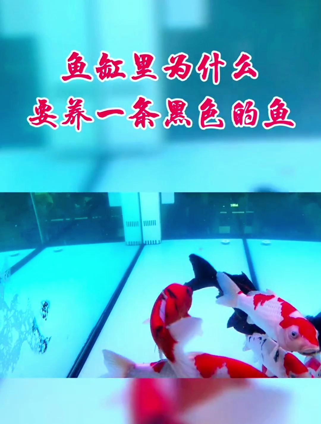 鱼缸里为什么要养一条黑色的鱼?这些好处你都该知道!