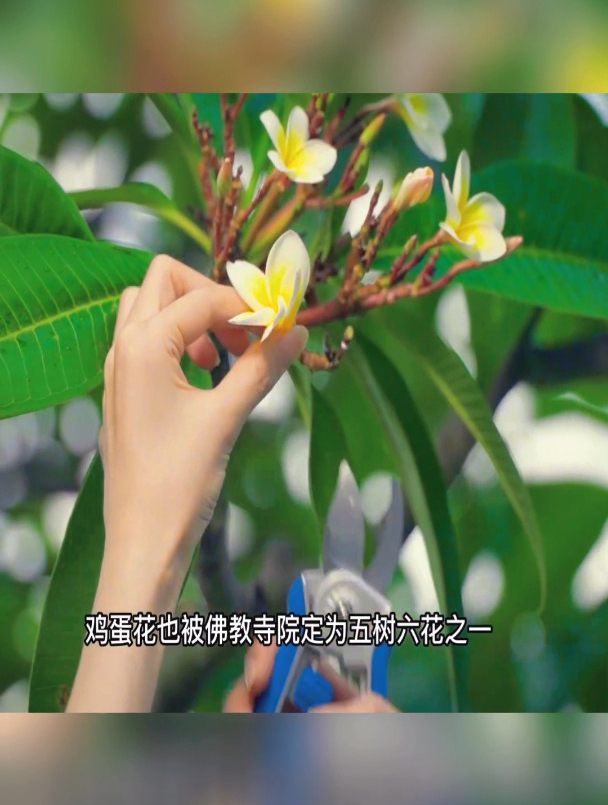 漂亮的鸡蛋花,花卉绿植