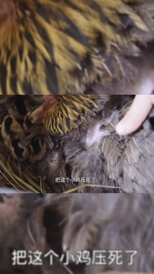 家里的本地鸡出生了,10个鸡蛋,不知道怎么才孵化出9只