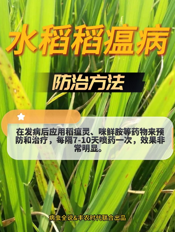 稻瘟病是水稻重要病害之一