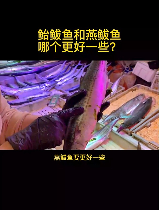 鲐鲅鱼和燕鲅鱼哪个更好一些?