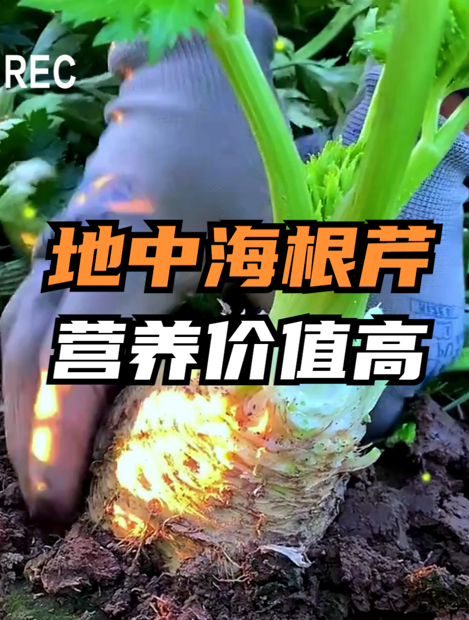 寿光小伙以“芹”致富,他种的根芹个大根壮,如今成了蔬菜届的王