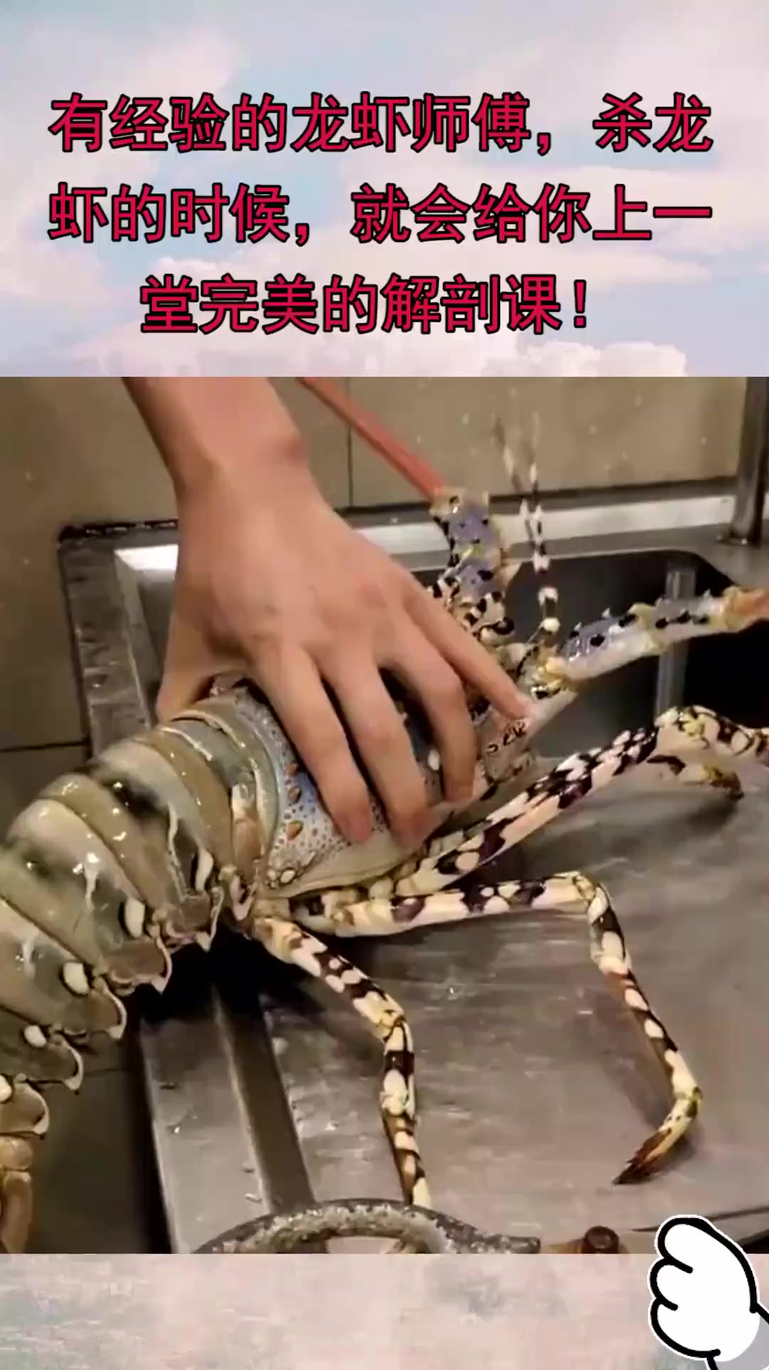 有经验的龙虾师傅,杀龙虾的时候,就会给你上一堂完美的解剖课!