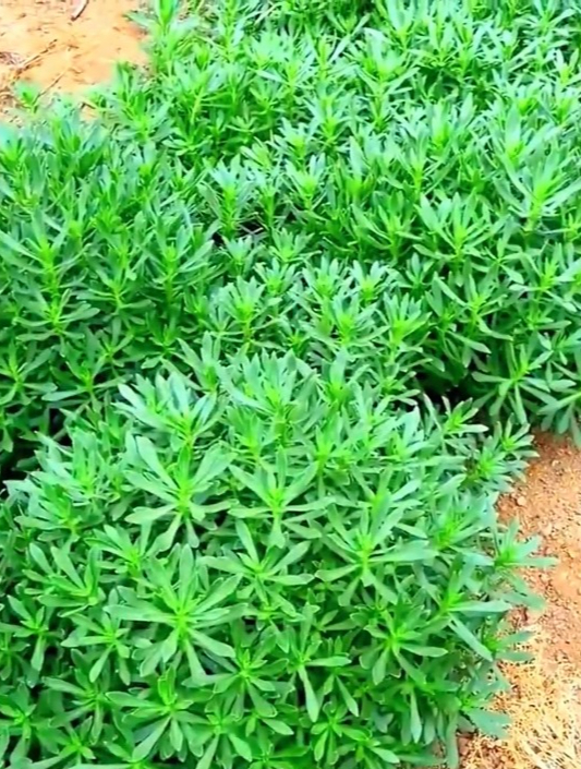 它是耐寒的“高钙菜”,花盆栽种可当绿植,随掐随吃,越掐越旺!