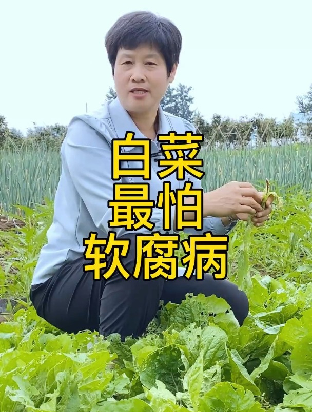 白菜最怕软腐病,白菜的病虫害防治